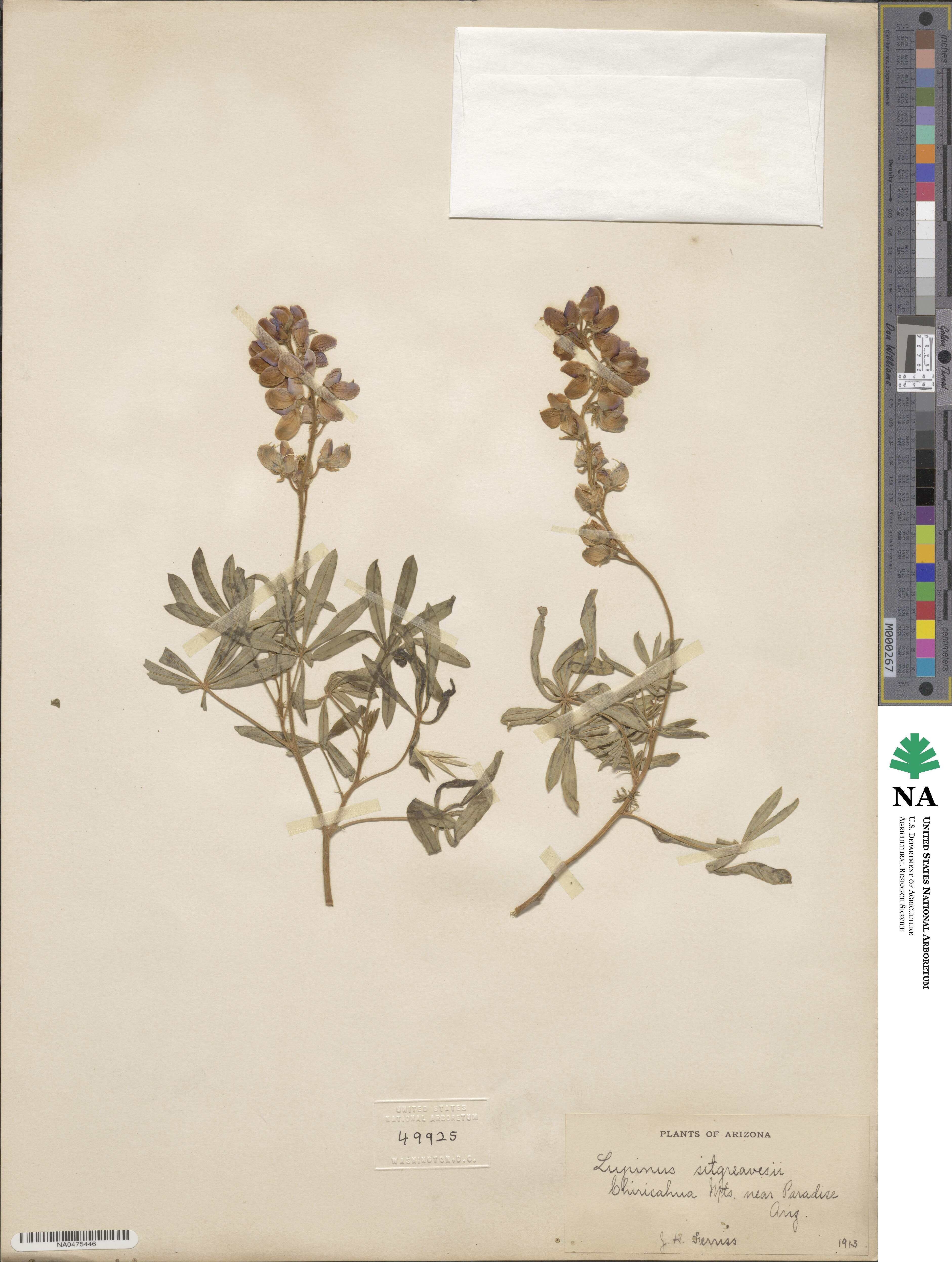 Lupinus argenteus subsp. argenteus image