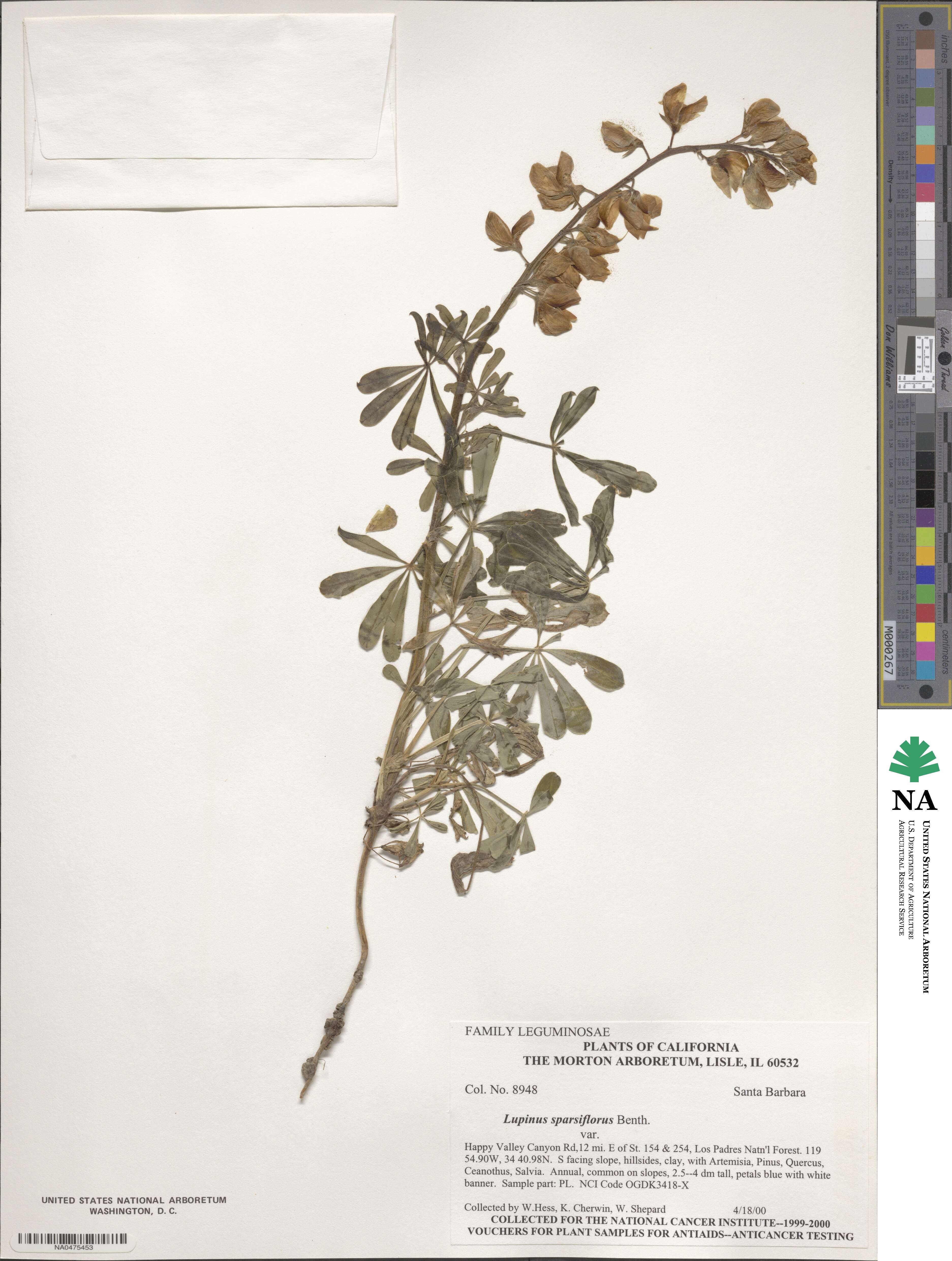 Lupinus sparsiflorus image