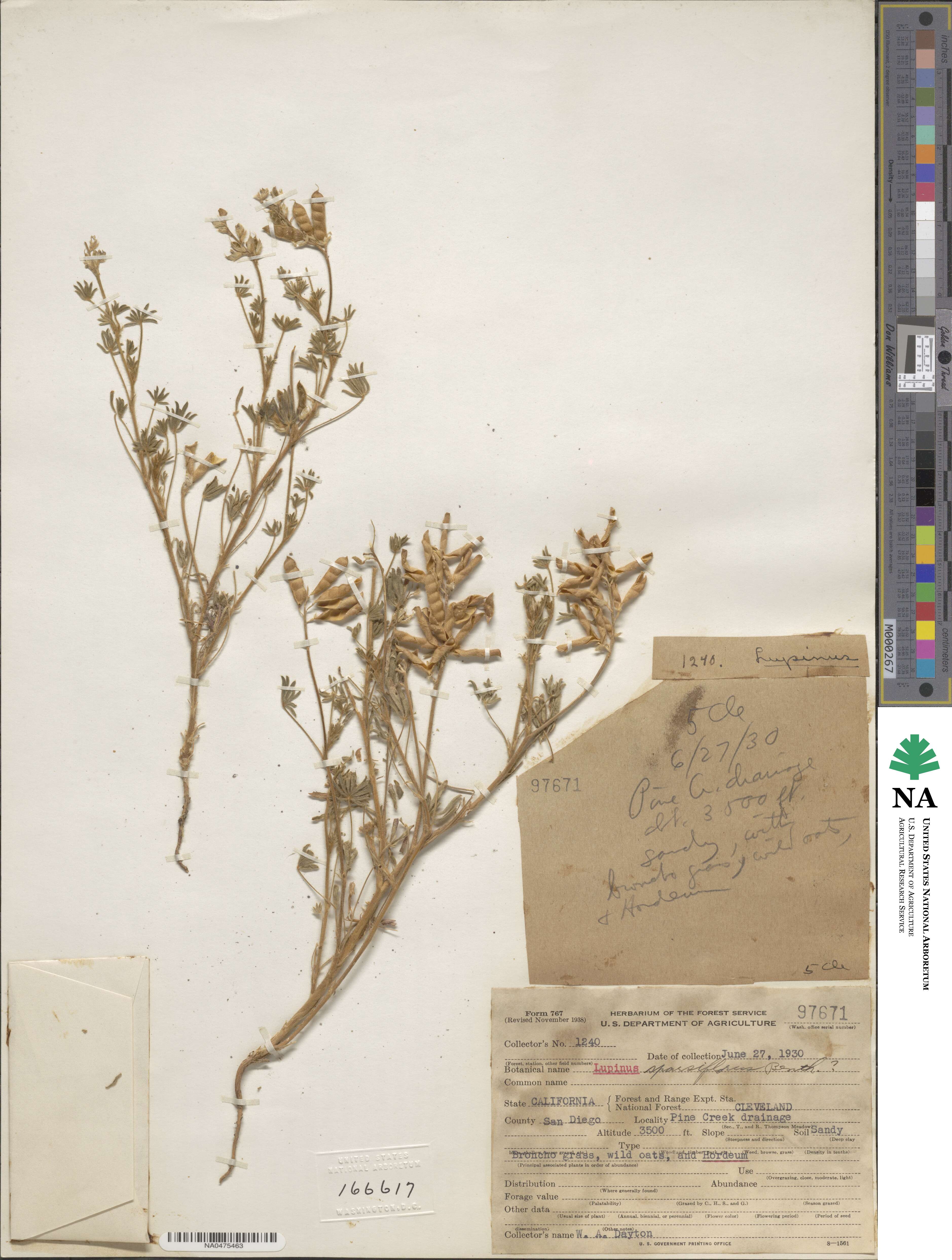 Lupinus sparsiflorus image