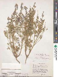 Lupinus argenteus image