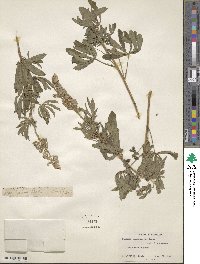 Lupinus argenteus image