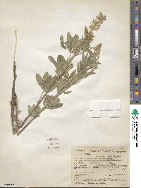 Lupinus argenteus image