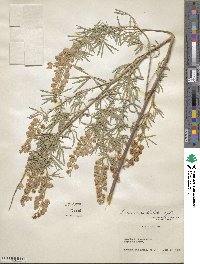 Lupinus argenteus image