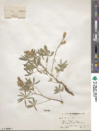 Lupinus argenteus image