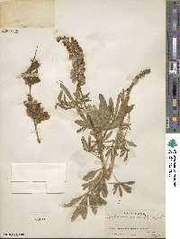 Lupinus argenteus subsp. argenteus image