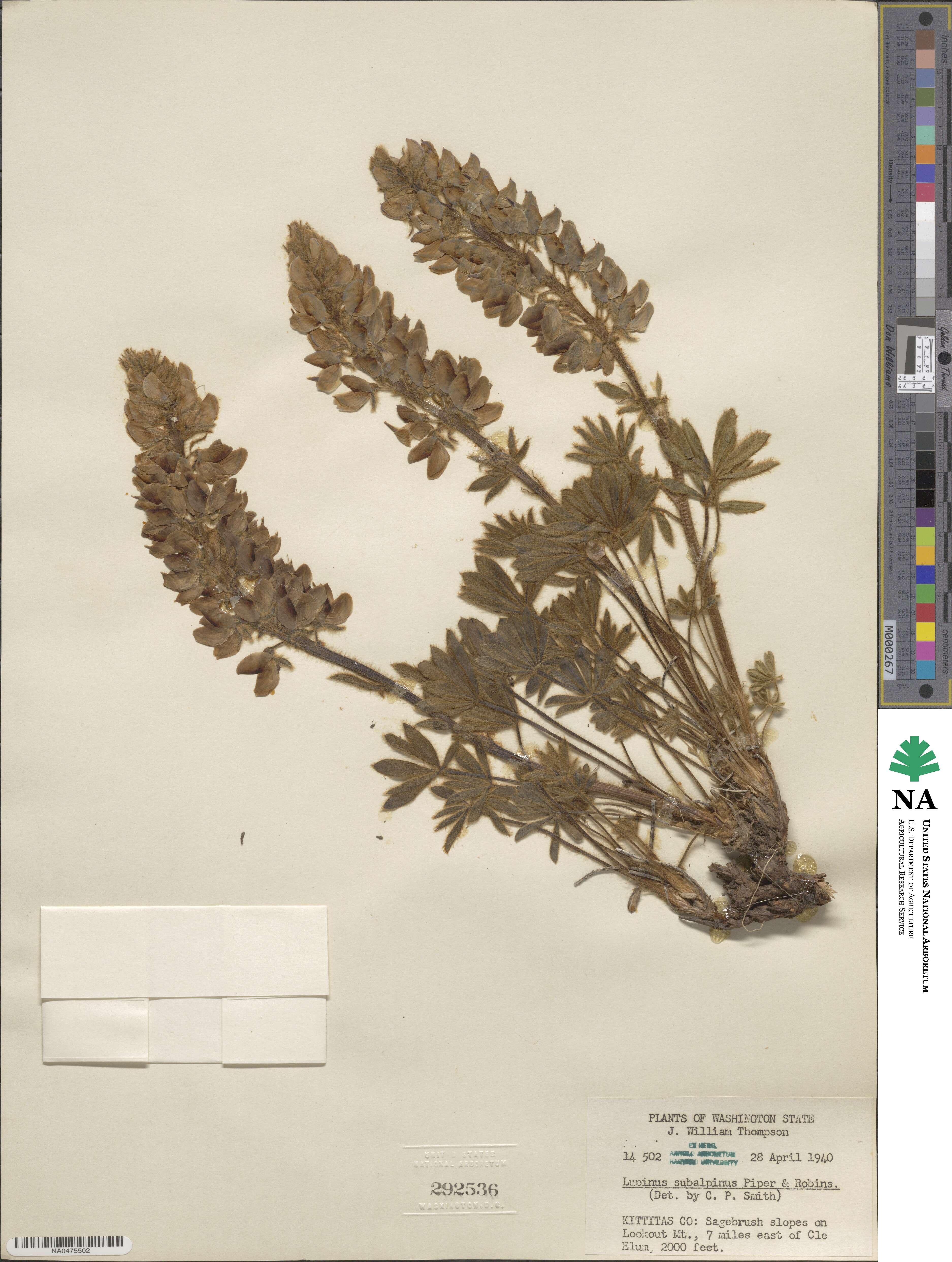 Lupinus arcticus image