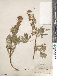 Lupinus arcticus subsp. subalpinus image