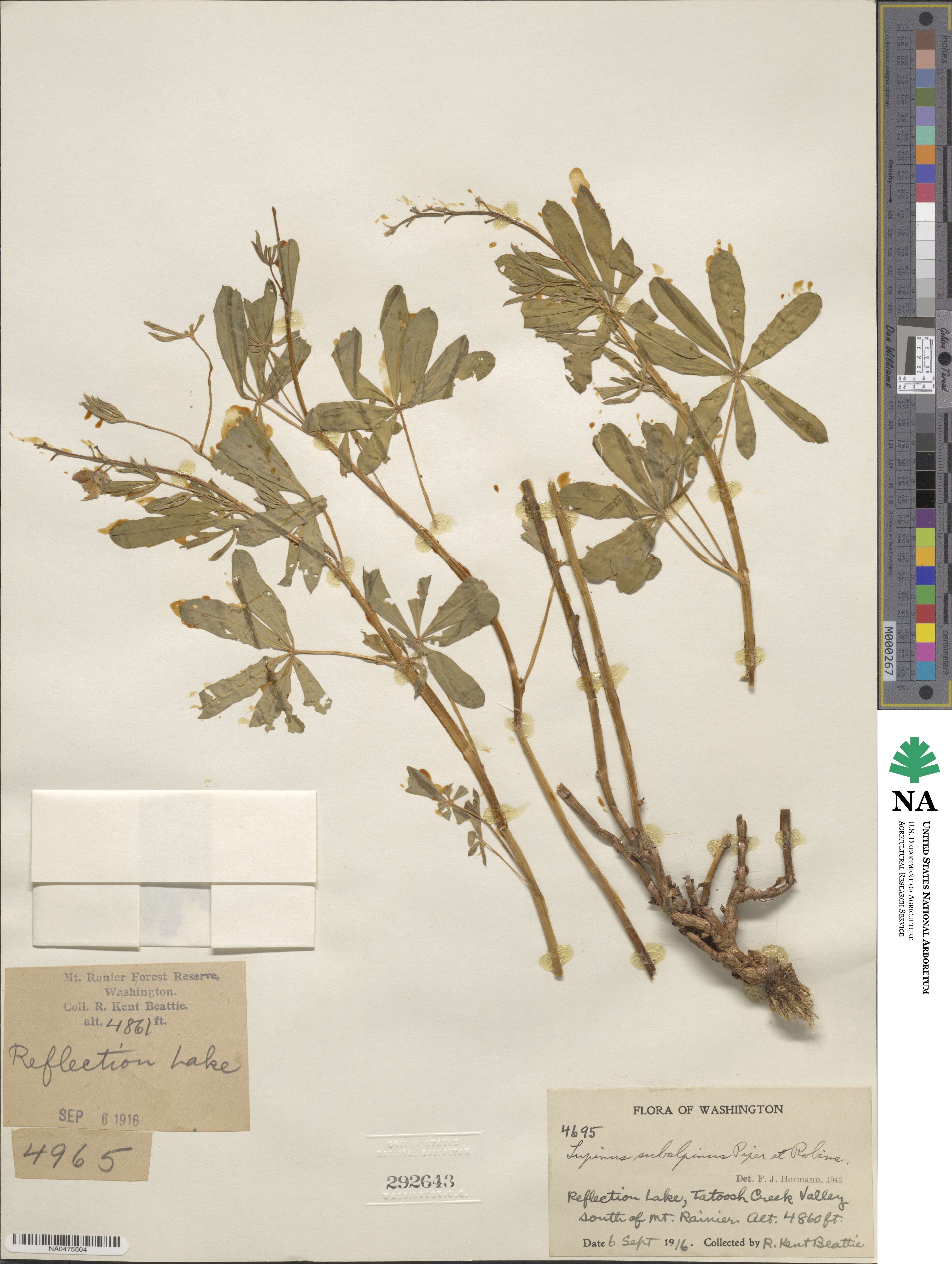Lupinus arcticus subsp. subalpinus image
