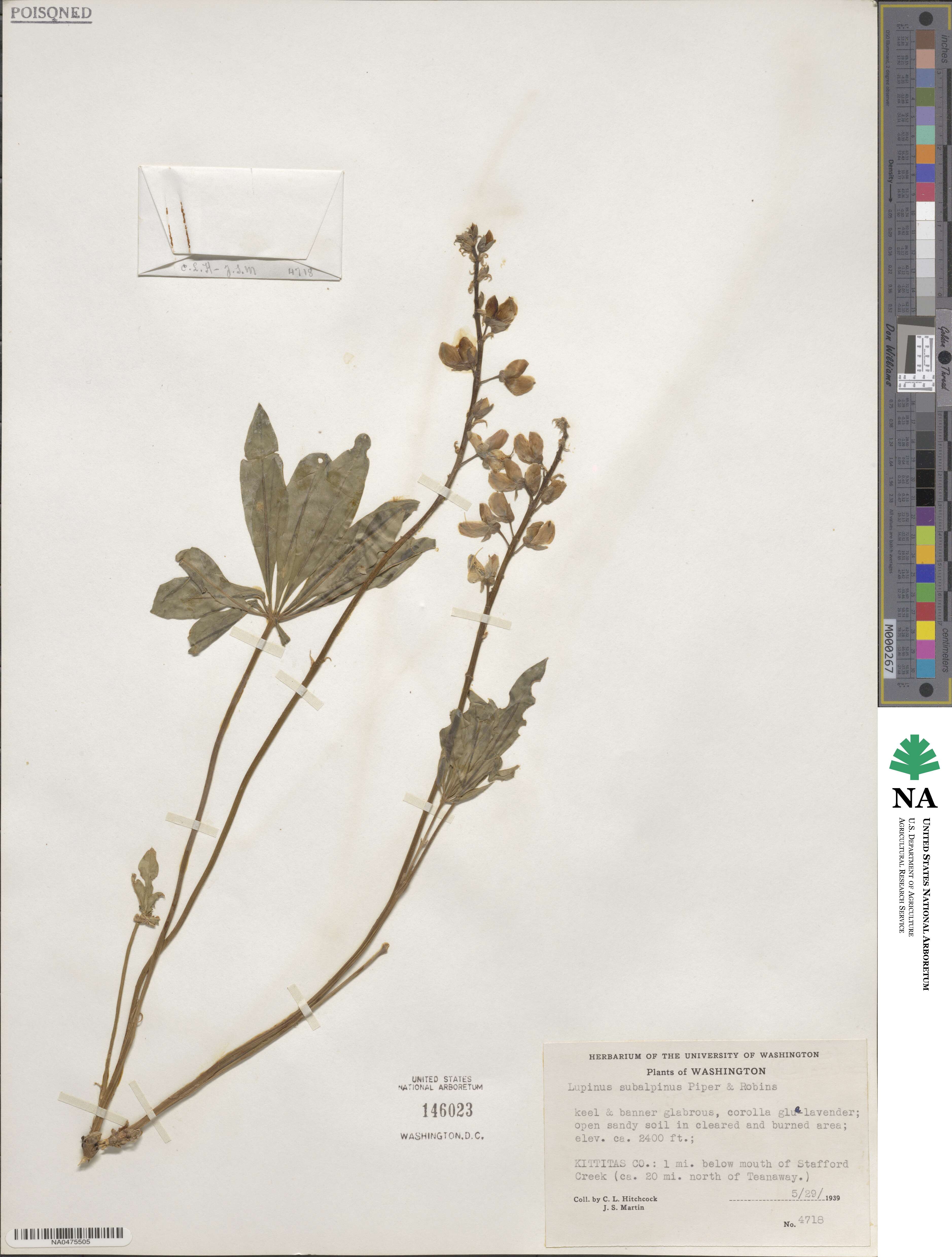 Lupinus arcticus subsp. subalpinus image