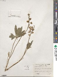 Lupinus arcticus image