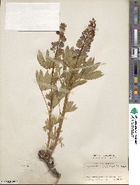 Lupinus arcticus subsp. subalpinus image