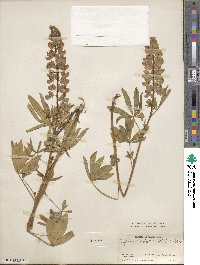 Lupinus arcticus image