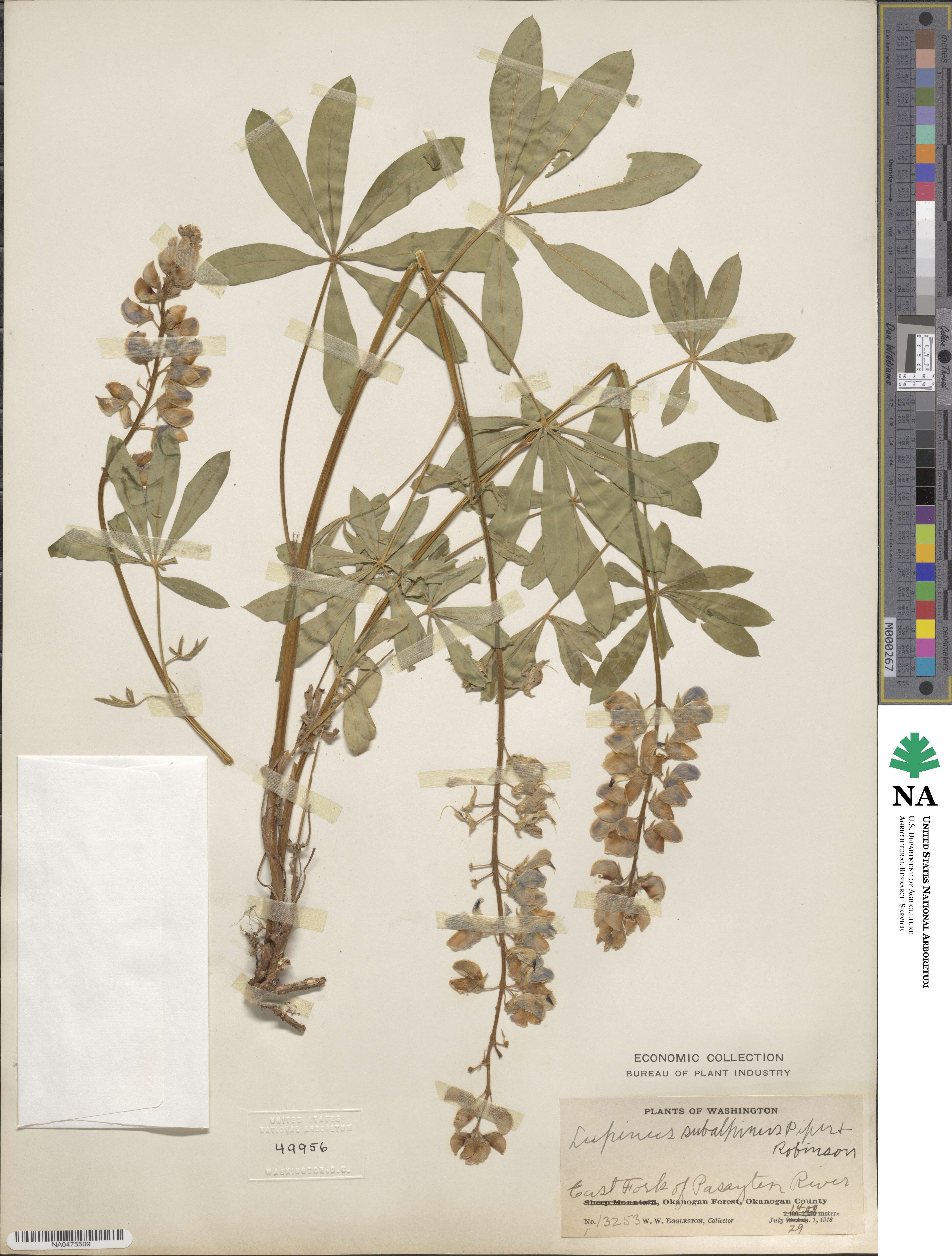 Lupinus arcticus subsp. subalpinus image