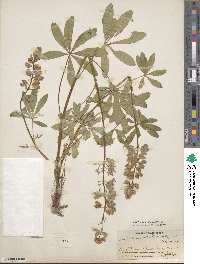 Lupinus arcticus image