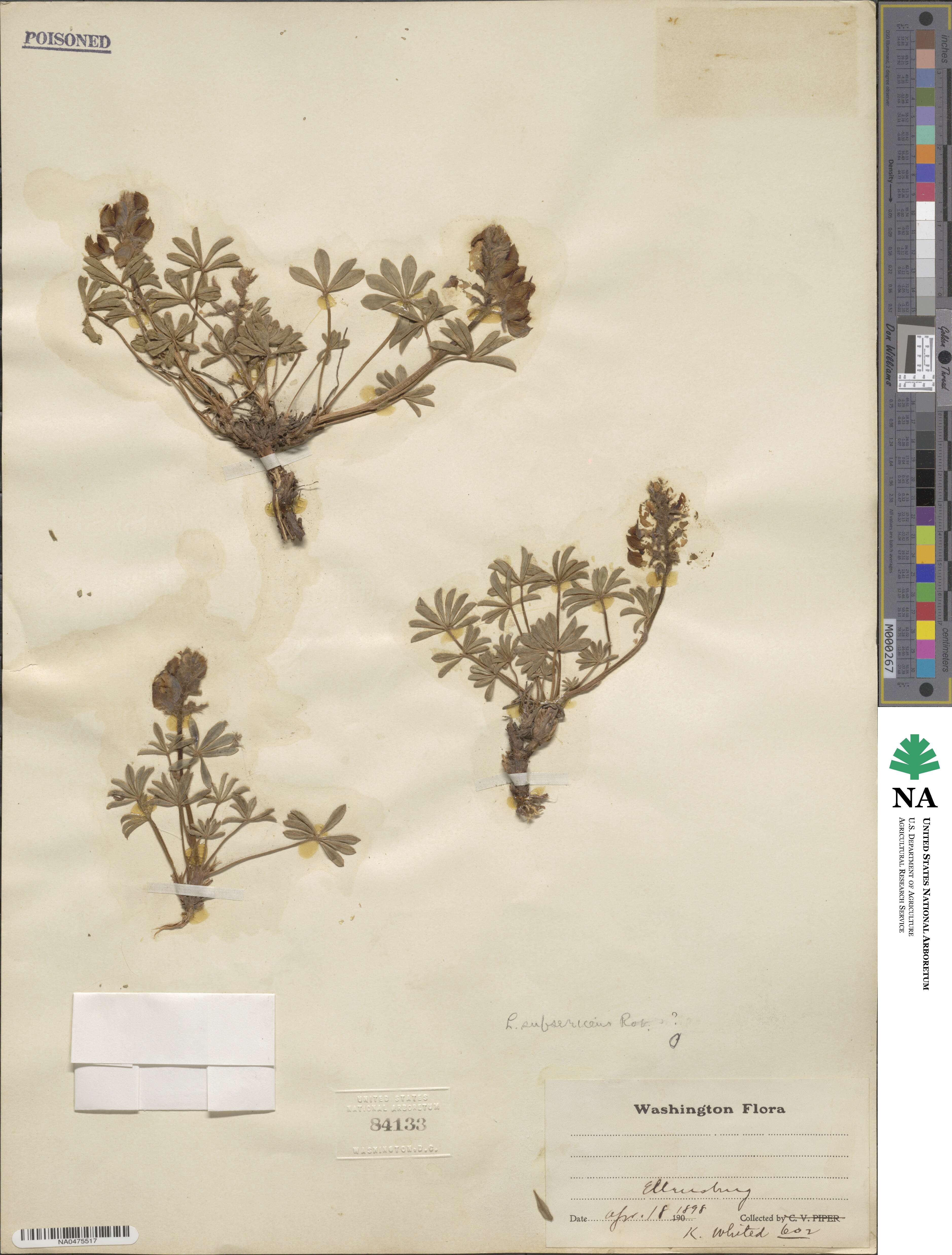 Lupinus polyphyllus subsp. polyphyllus image