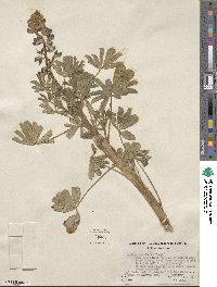 Lupinus succulentus image