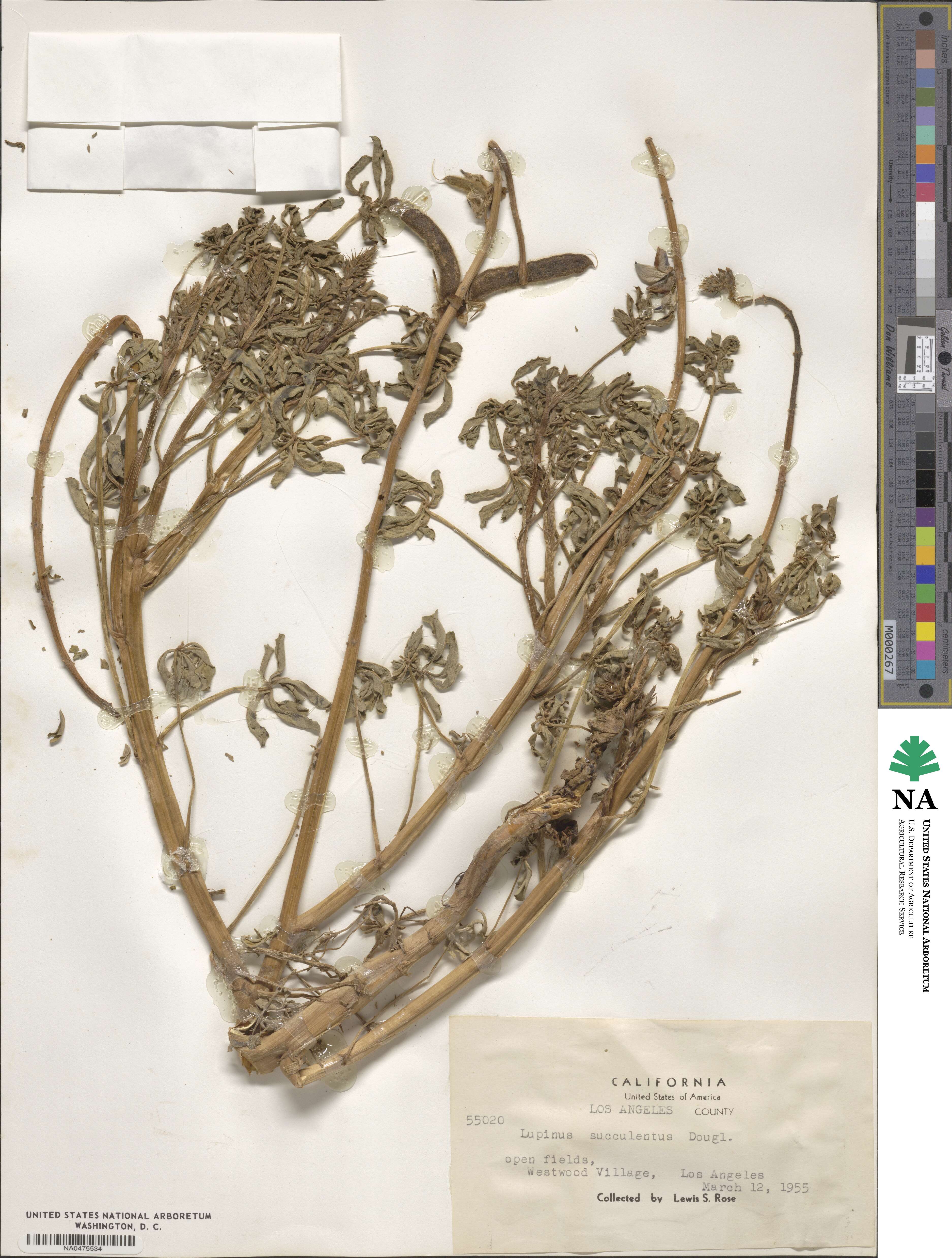 Lupinus succulentus image