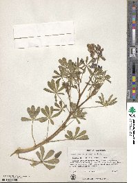 Lupinus succulentus image