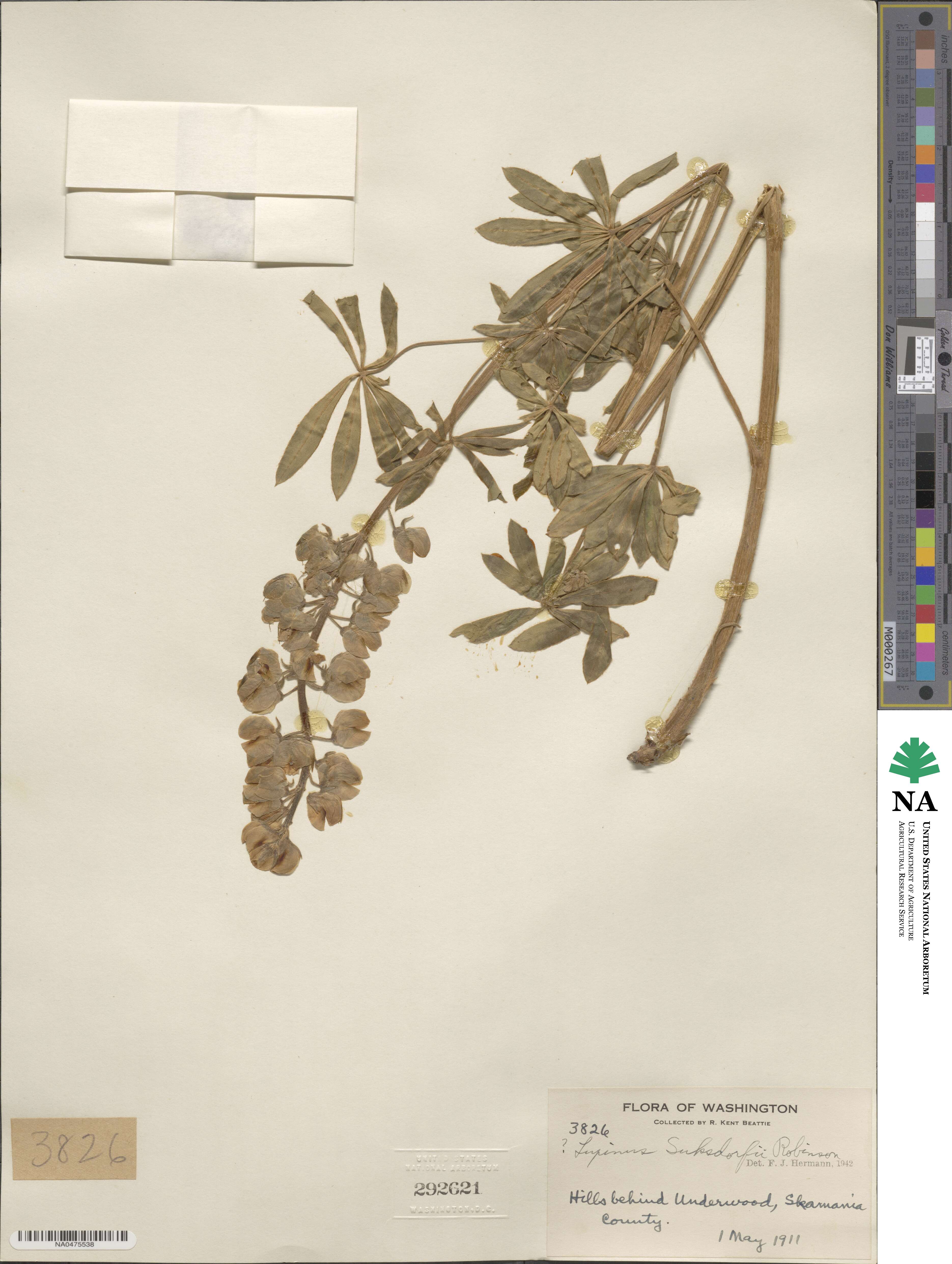 Lupinus suksdorfii image