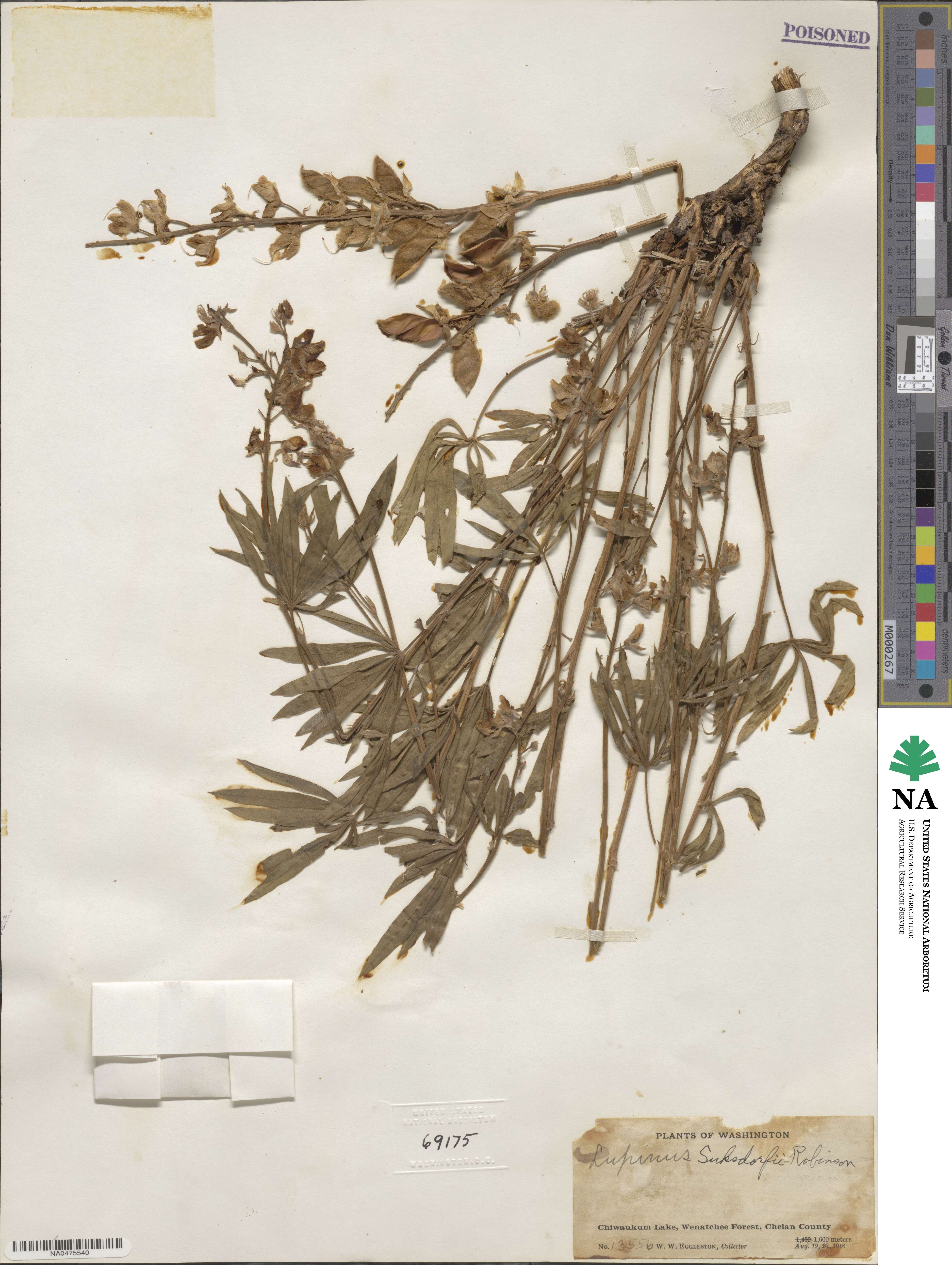 Lupinus suksdorfii image