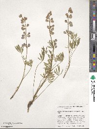 Lupinus sulphureus image