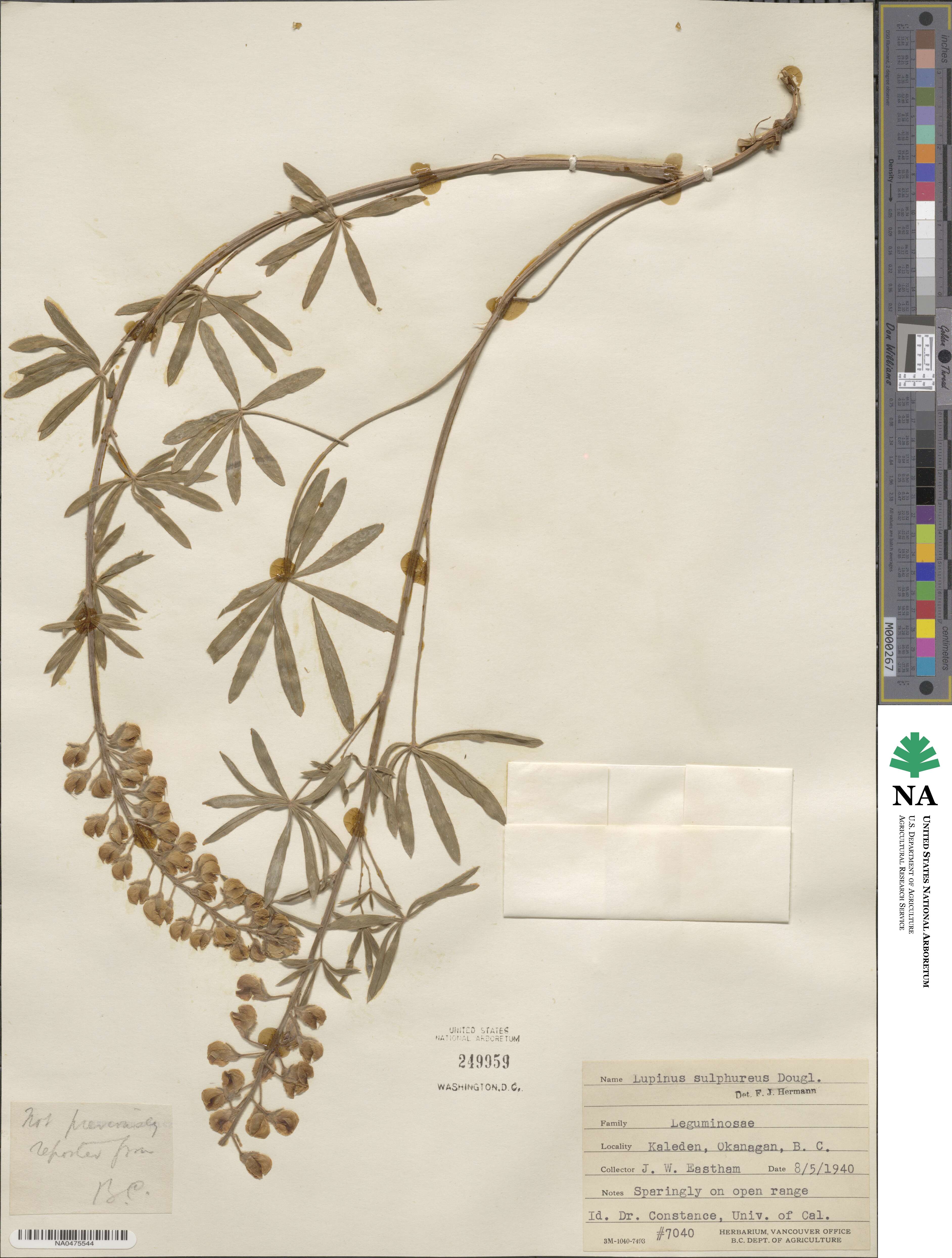 Lupinus sulphureus image