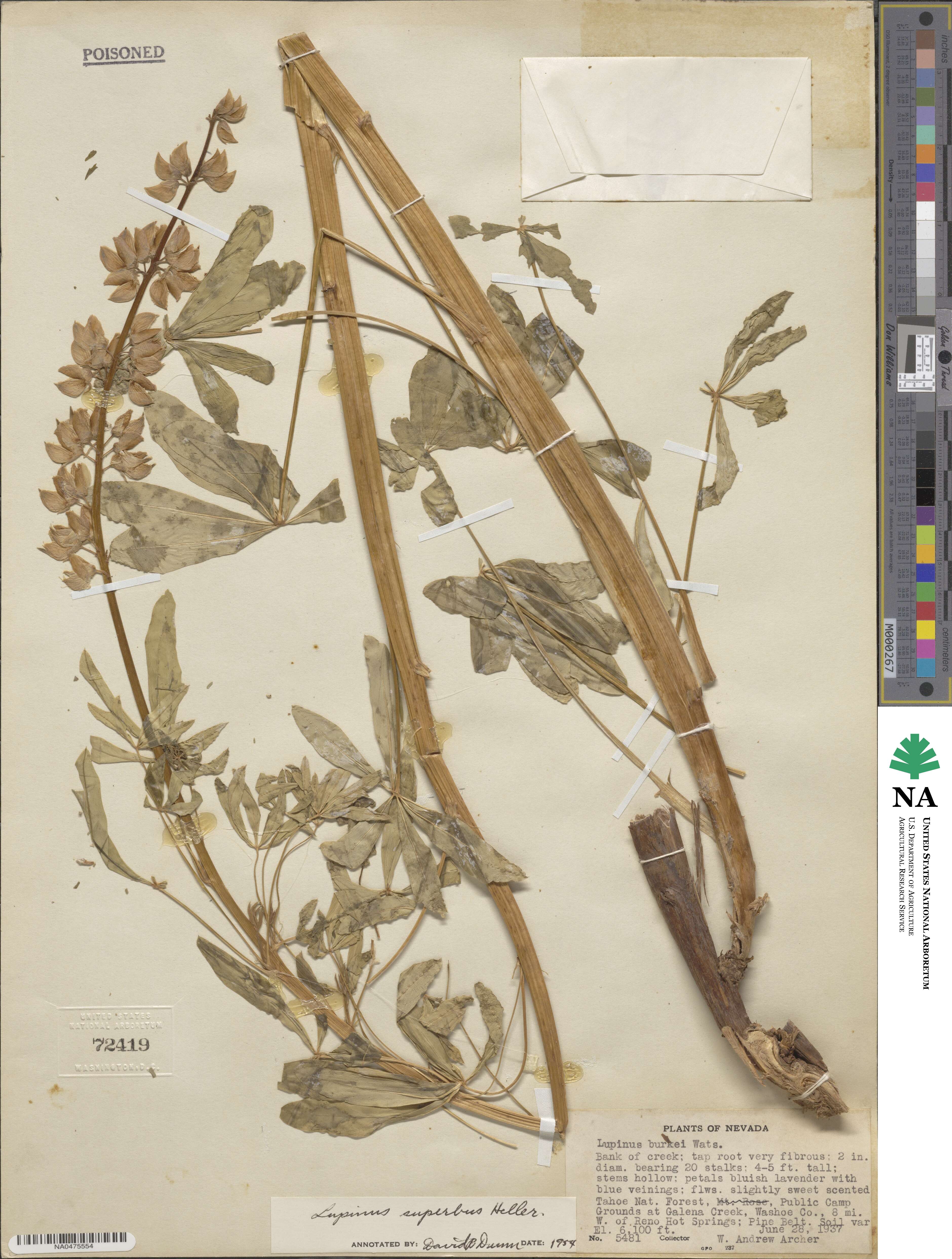 Lupinus polyphyllus subsp. superbus image