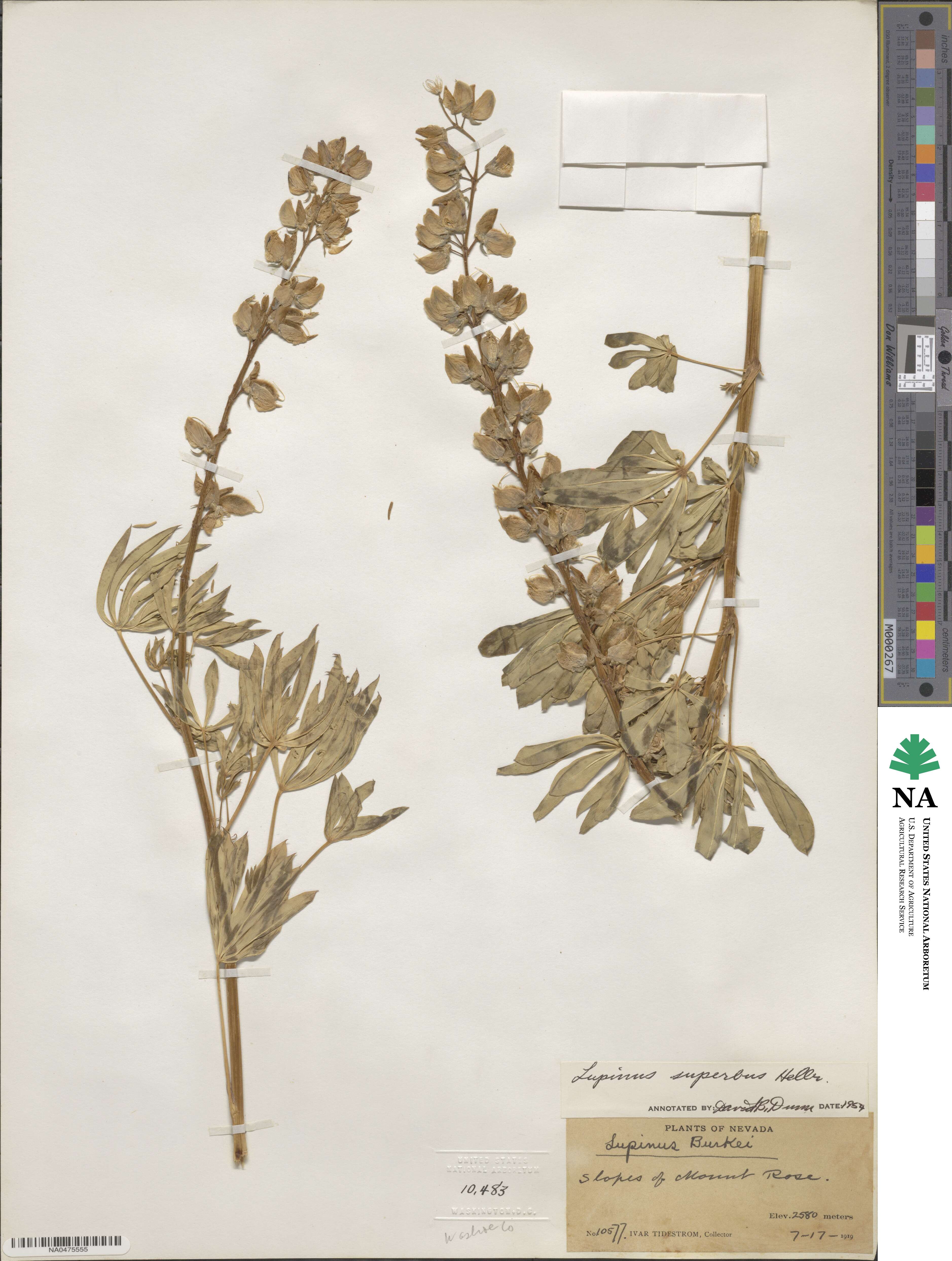 Lupinus polyphyllus subsp. superbus image