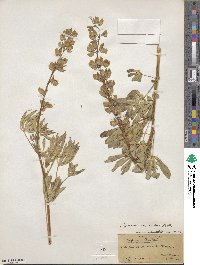 Lupinus polyphyllus image