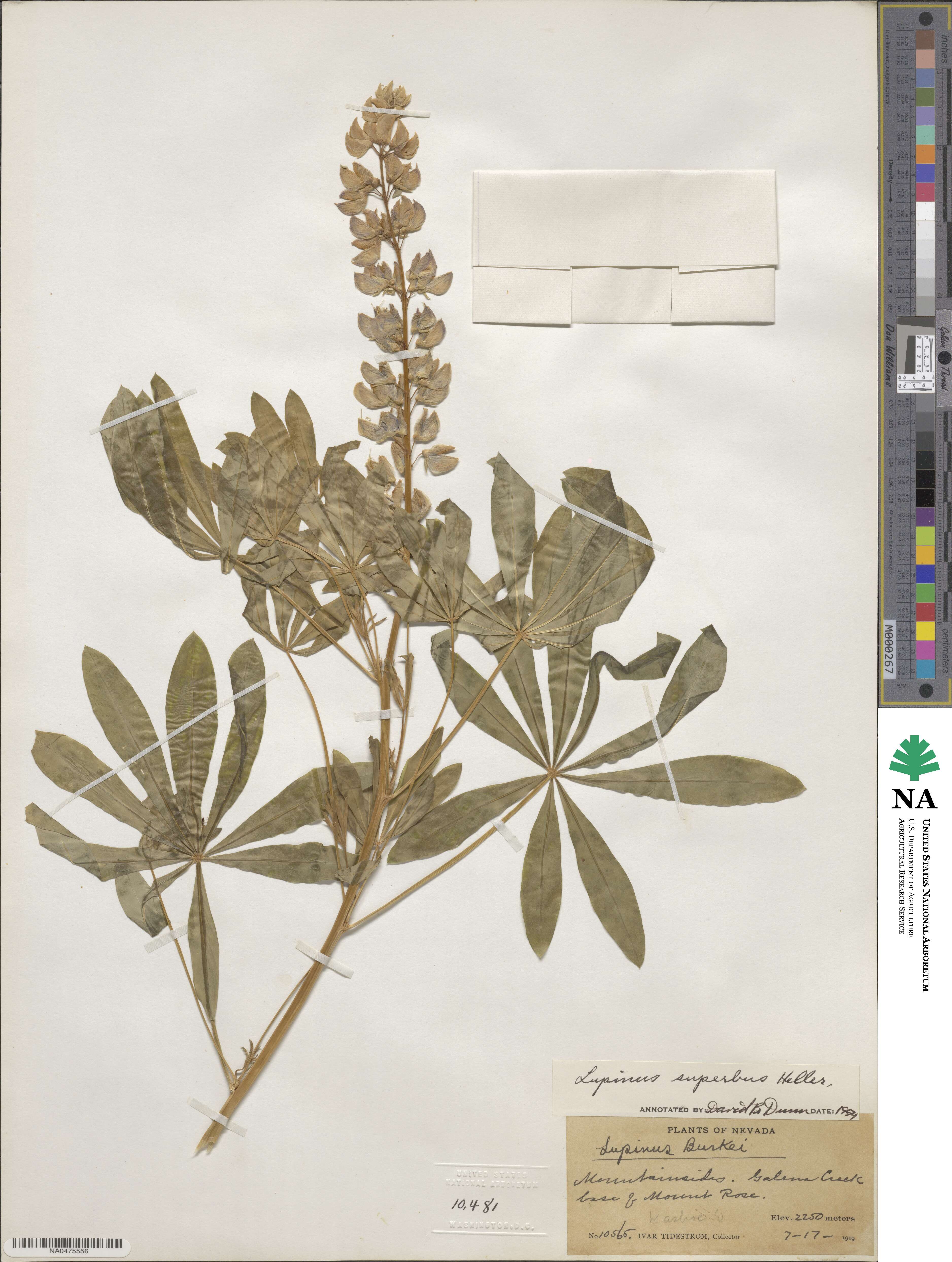 Lupinus polyphyllus subsp. superbus image