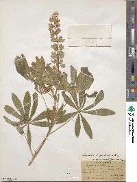 Lupinus polyphyllus subsp. superbus image