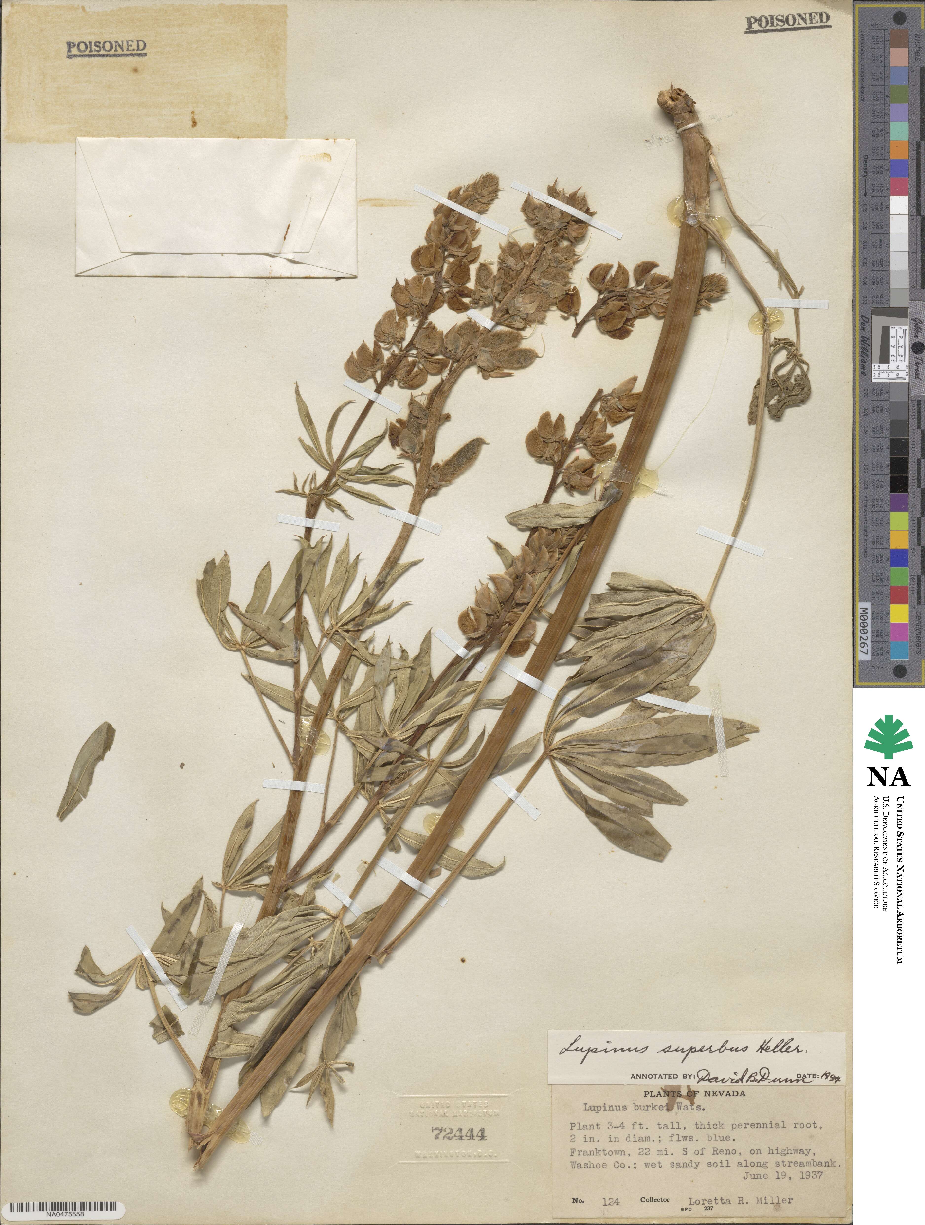 Lupinus polyphyllus subsp. superbus image