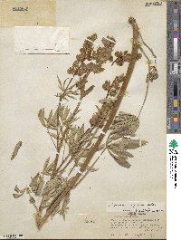 Lupinus polyphyllus image