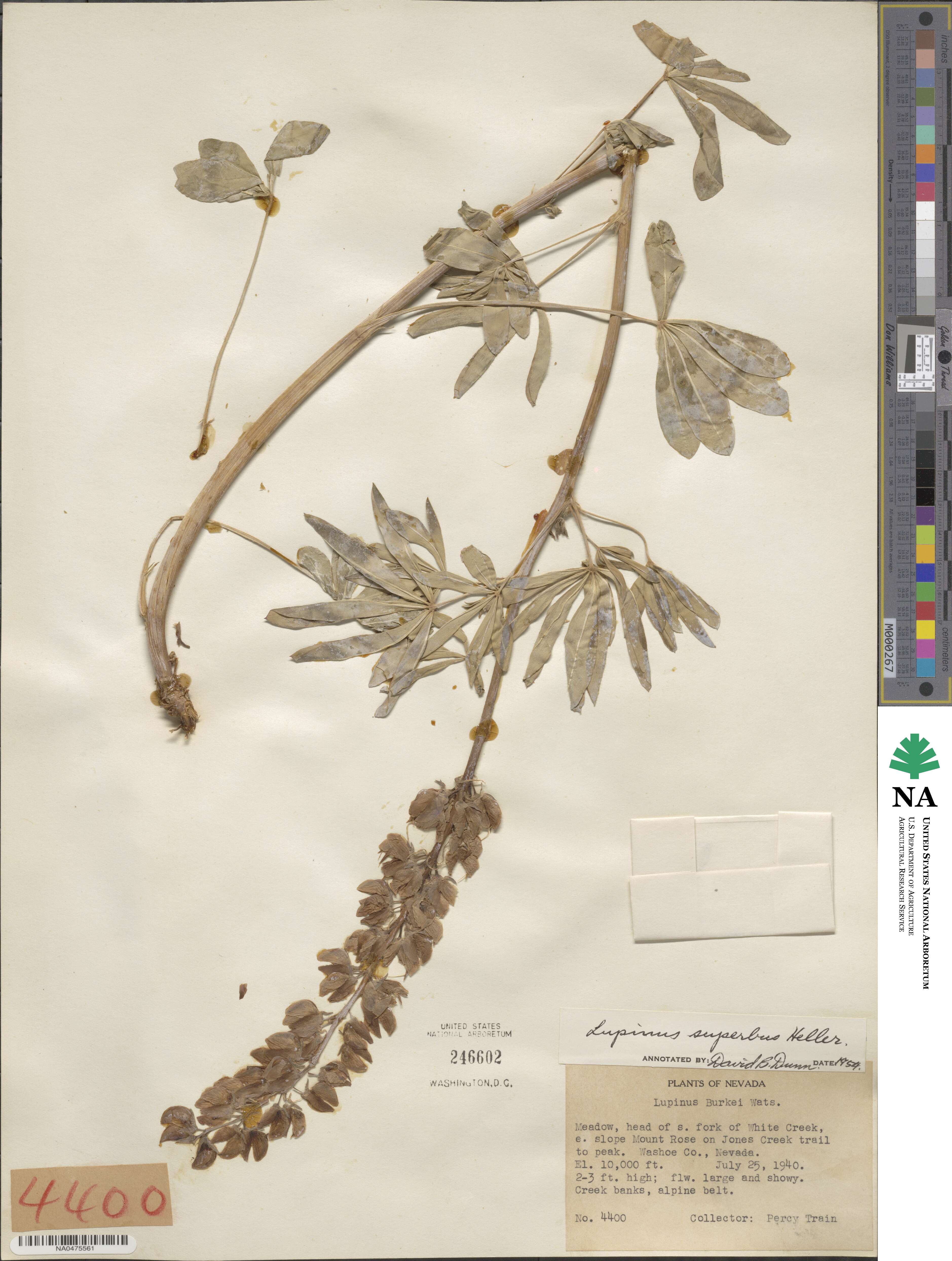 Lupinus polyphyllus subsp. superbus image