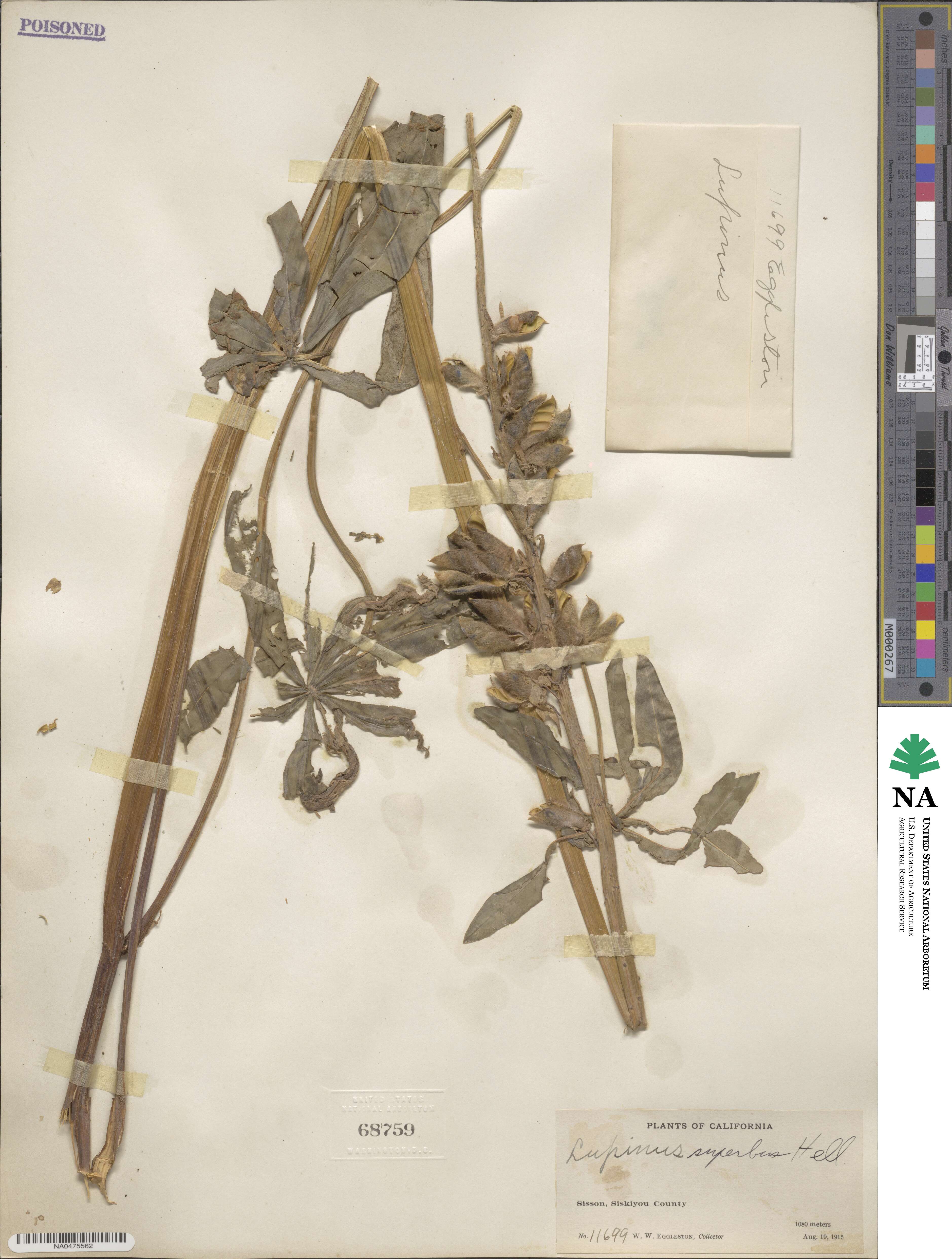 Lupinus polyphyllus subsp. superbus image