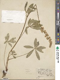 Lupinus polyphyllus image