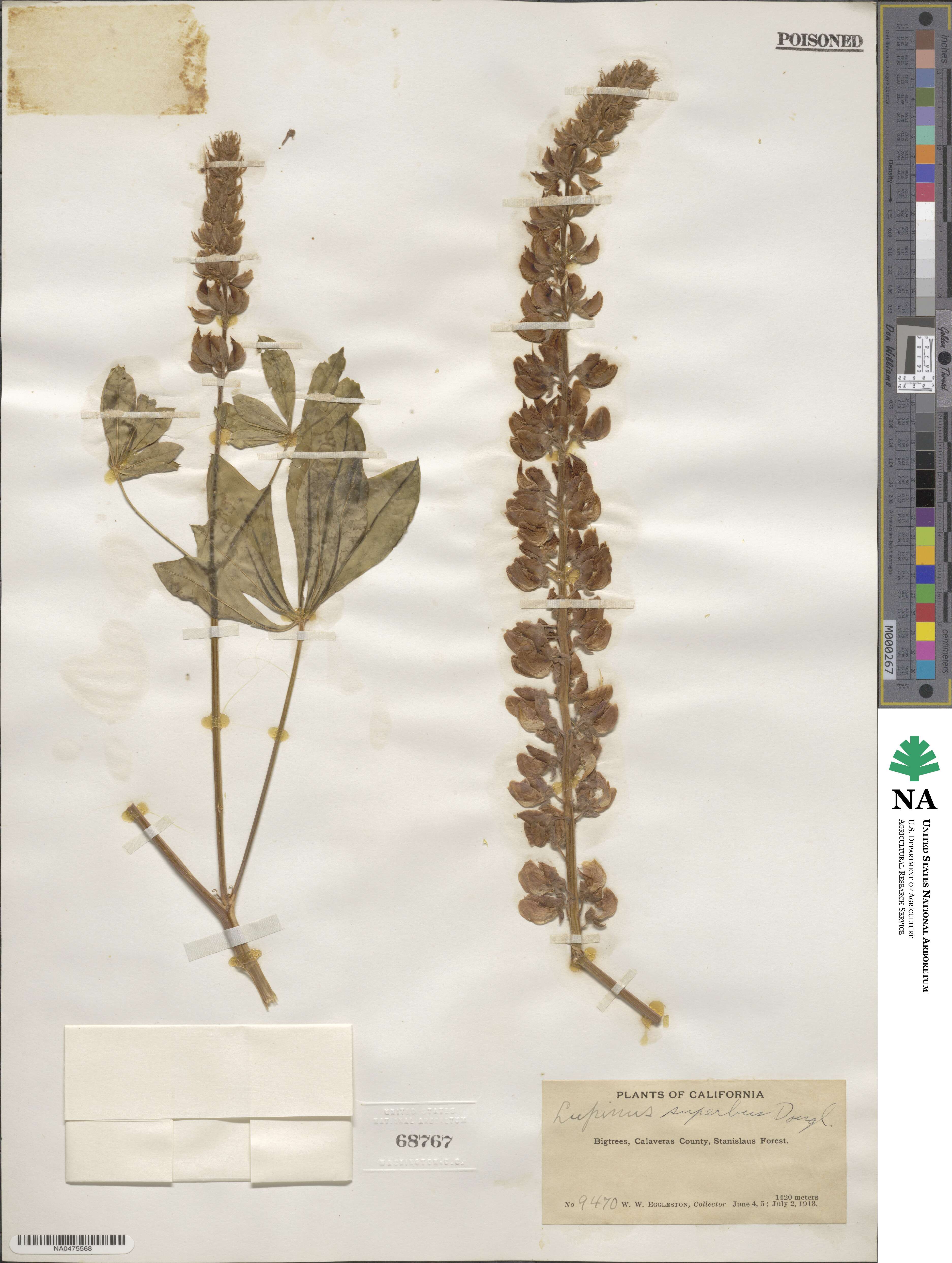 Lupinus polyphyllus subsp. superbus image