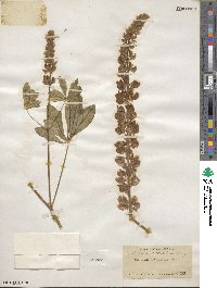 Lupinus polyphyllus subsp. superbus image