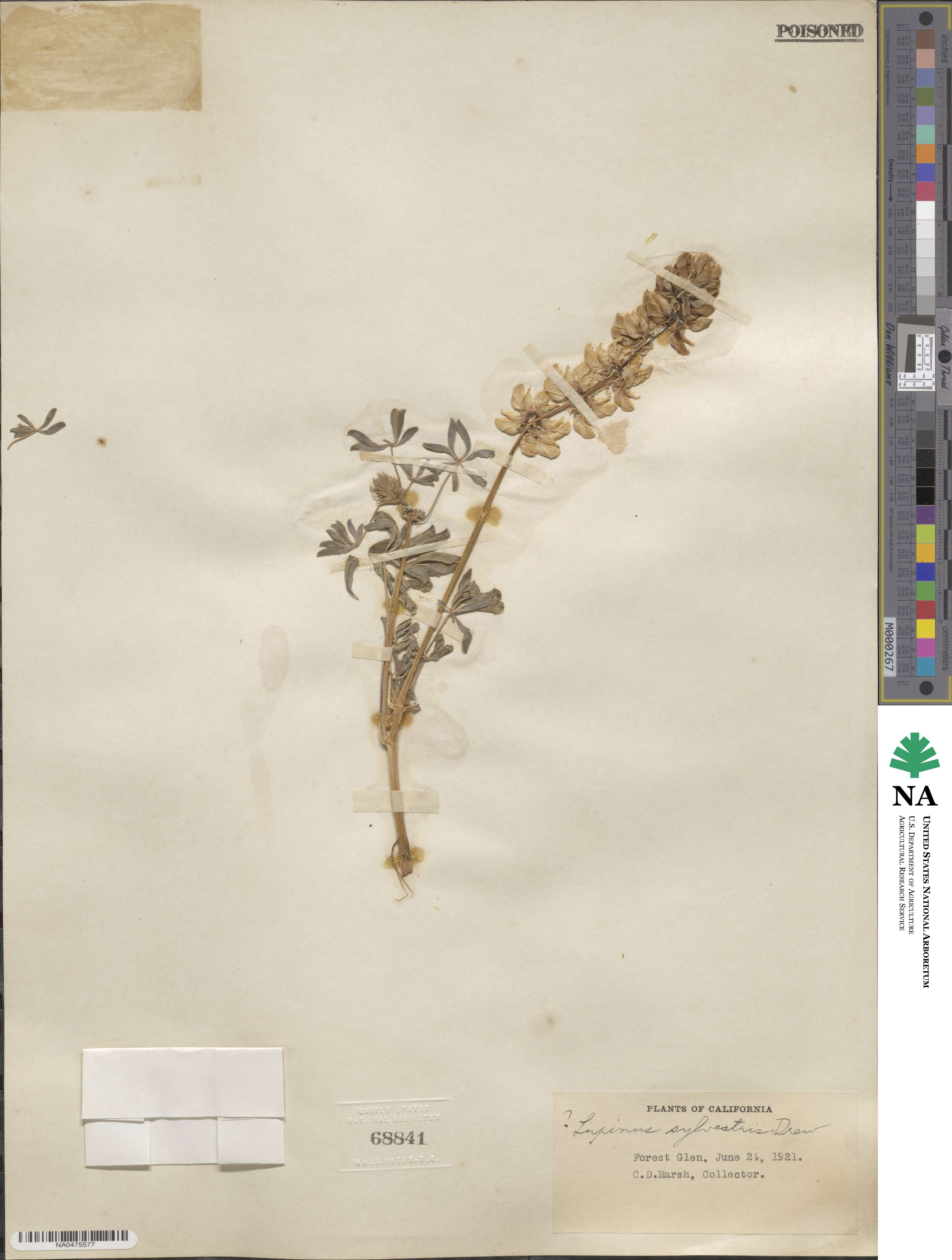 Lupinus sylvestris image
