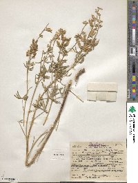 Lupinus argenteus var. laxiflorus image