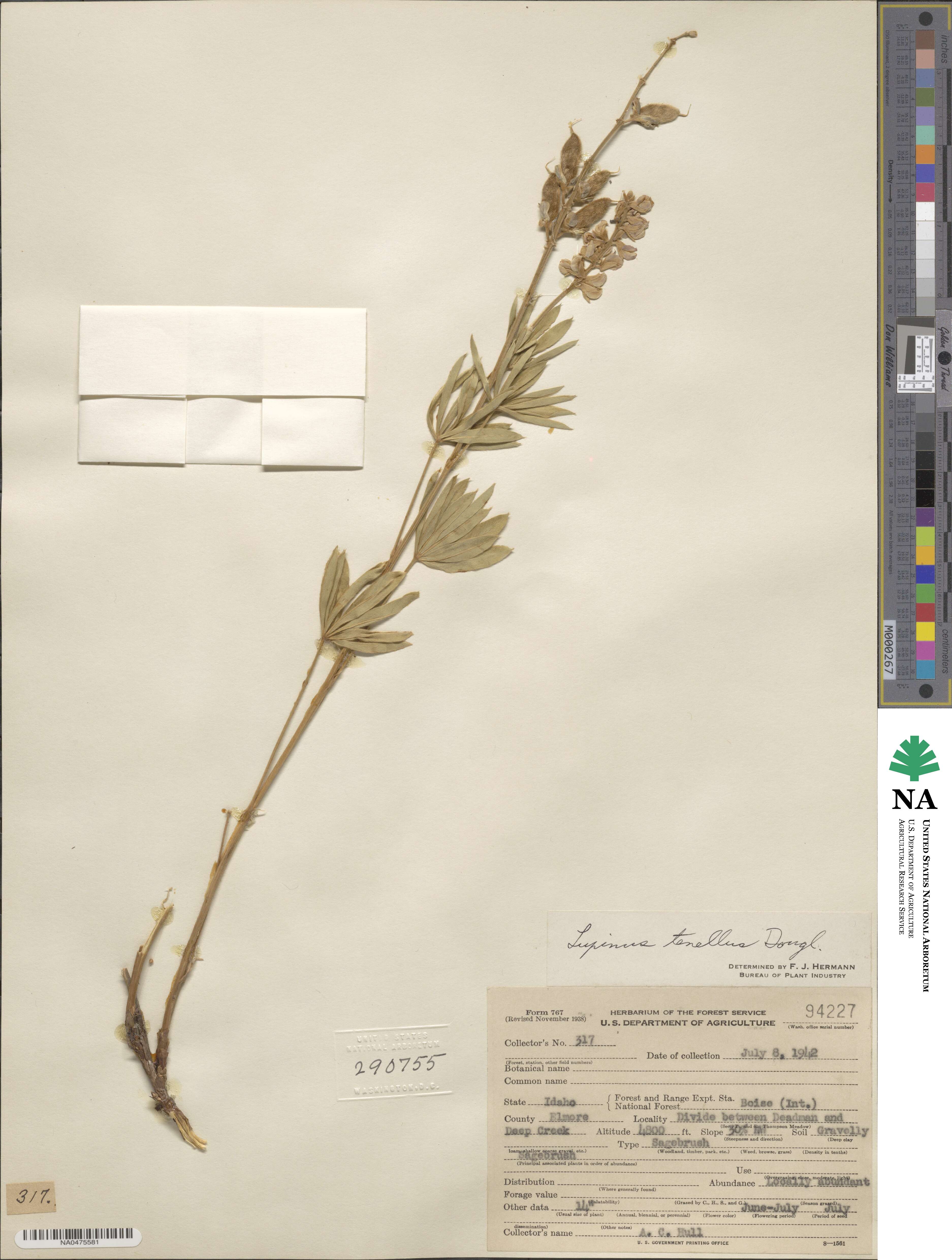 Lupinus argenteus var. laxiflorus image