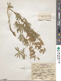 Lupinus argenteus var. laxiflorus image