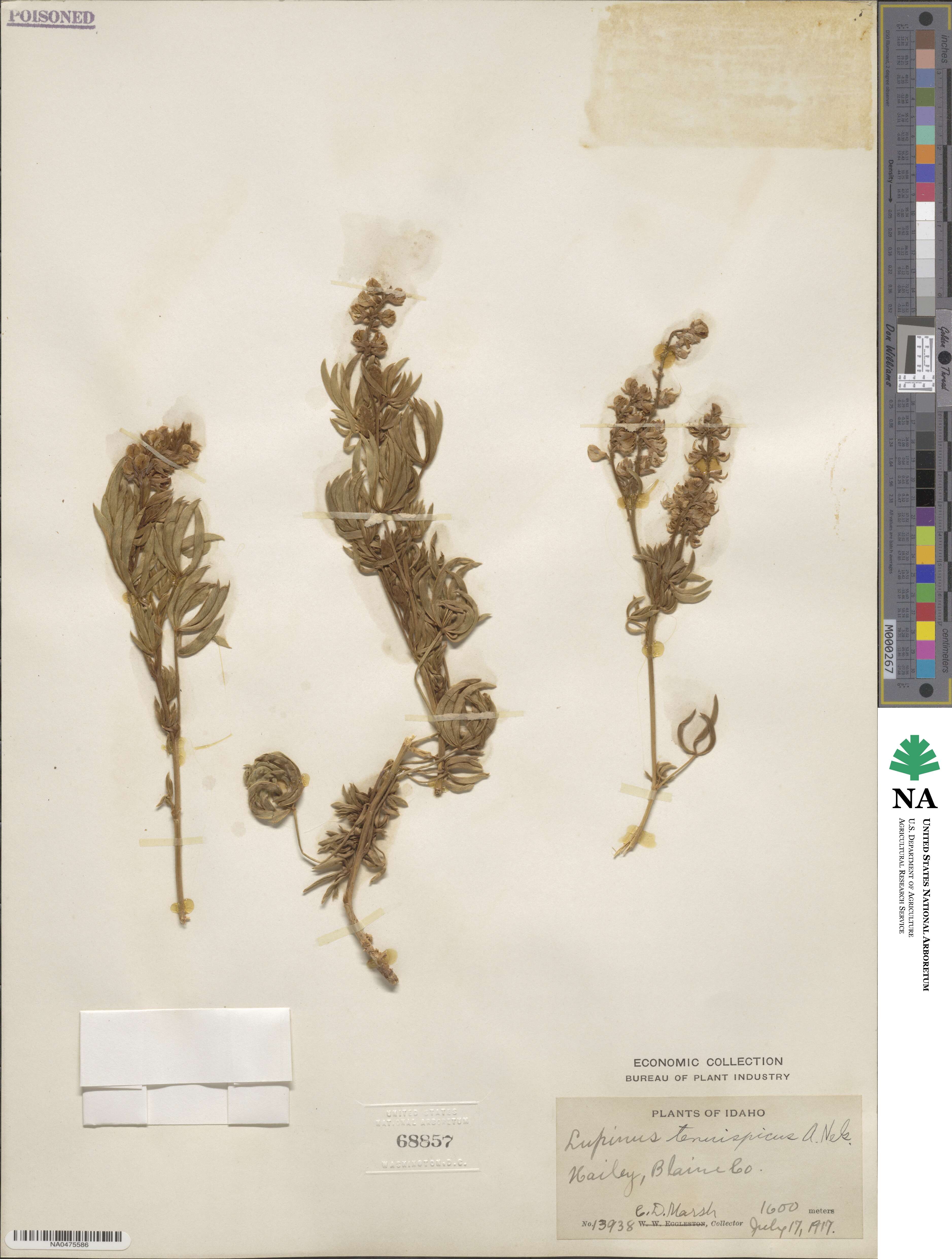 Lupinus leucophyllus subsp. erectus image