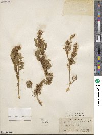 Lupinus leucophyllus subsp. erectus image