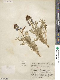 Lupinus texensis image