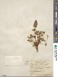 Lupinus sellulus subsp. sellulus image