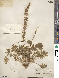 Lupinus sellulus image