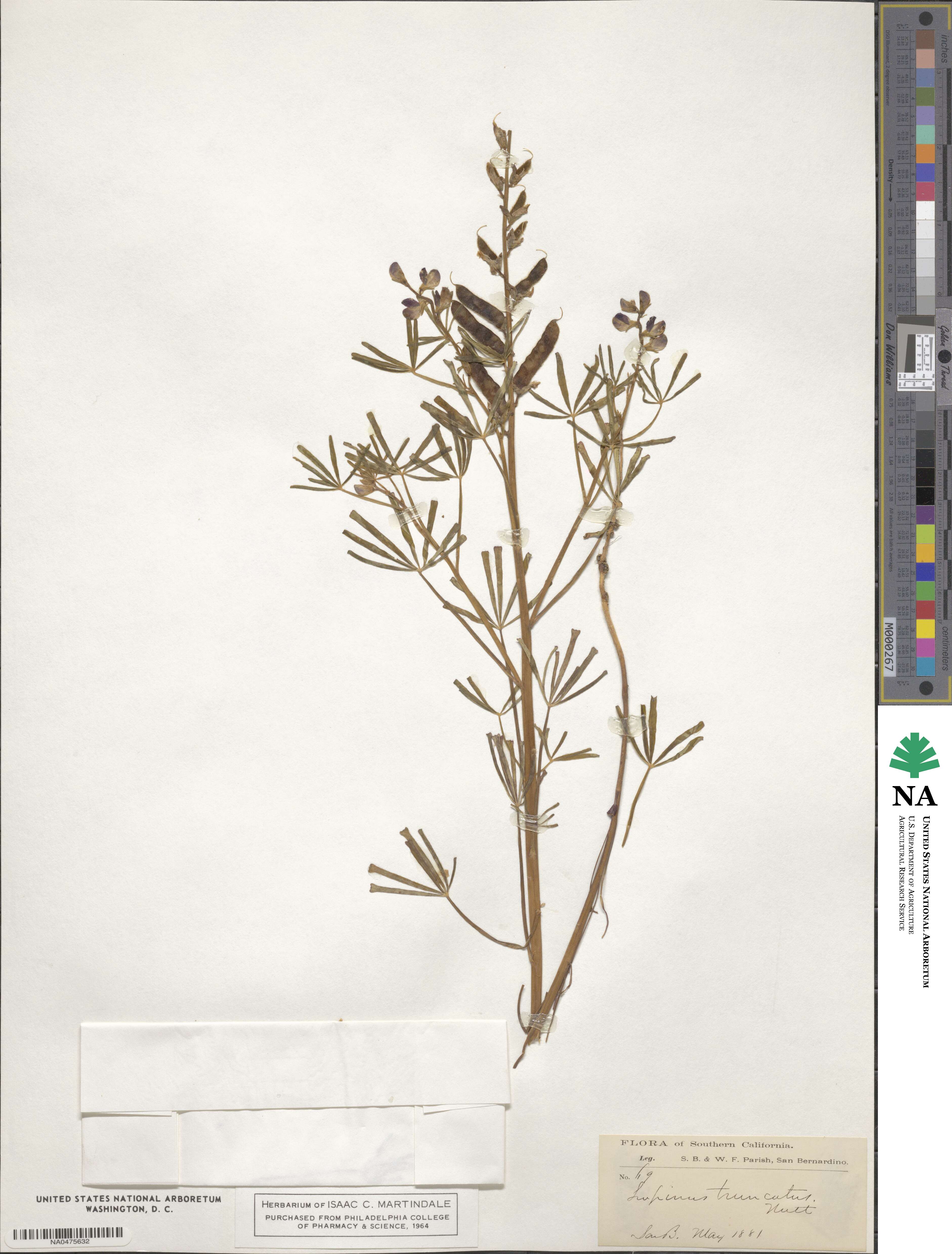 Lupinus truncatus image