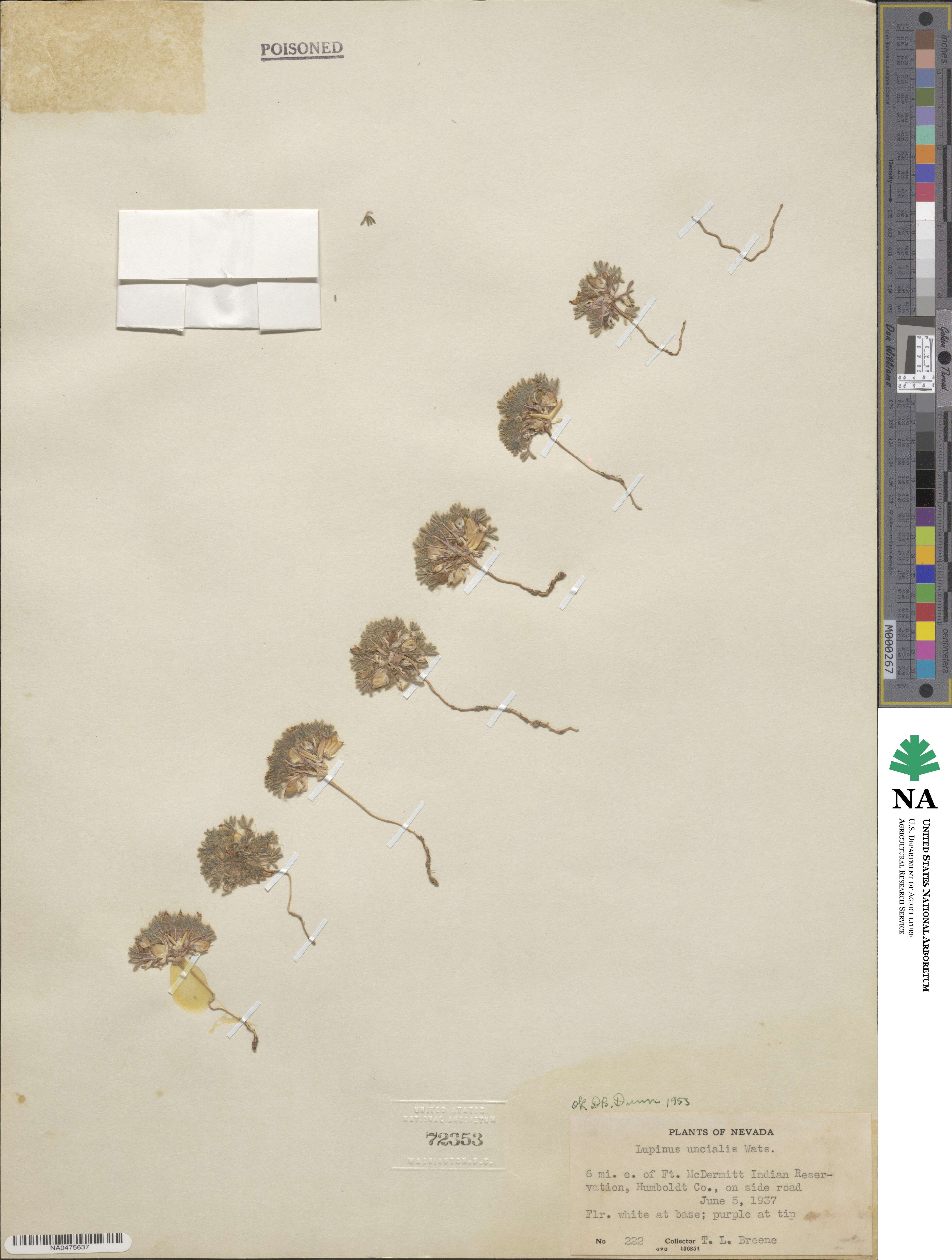Lupinus uncialis image