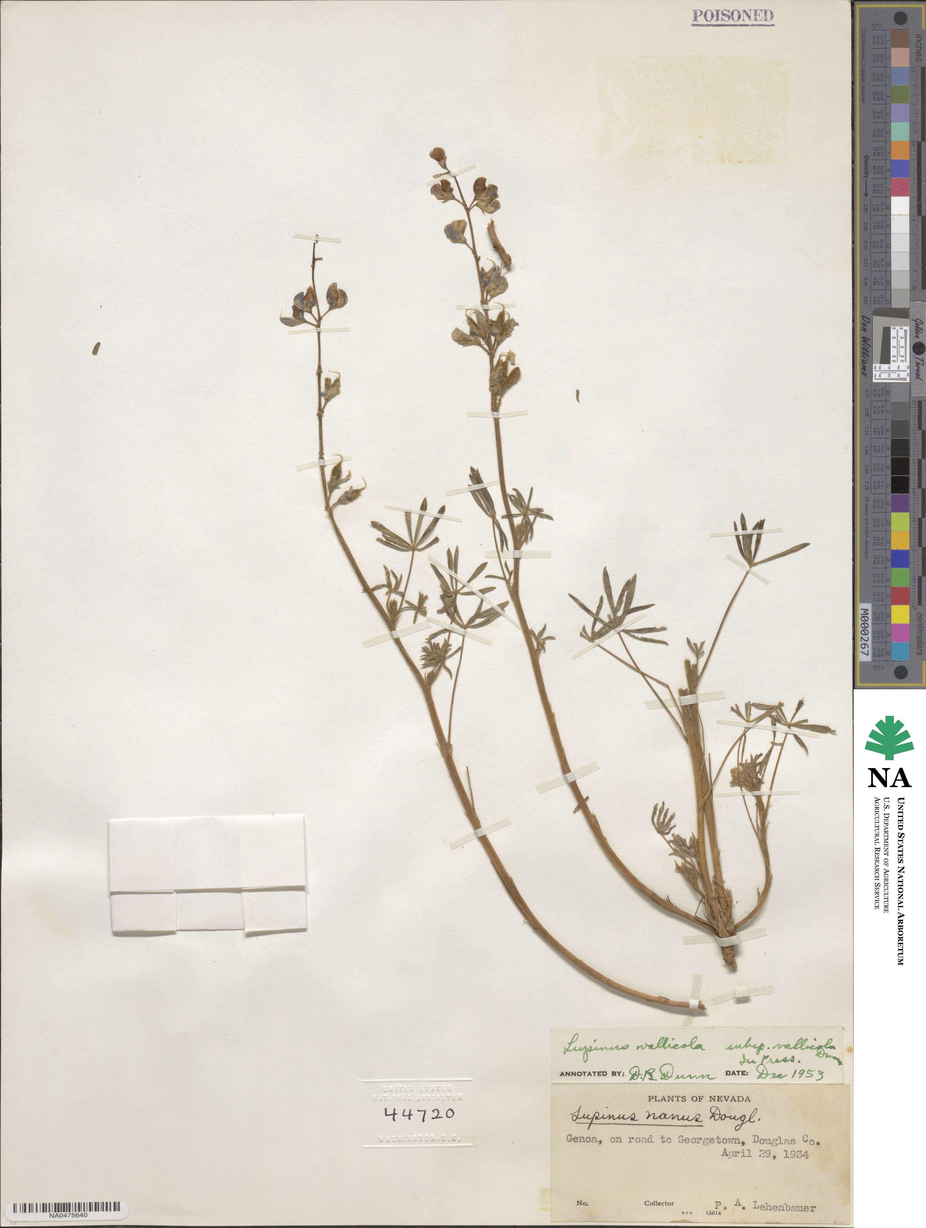 Lupinus vallicola image